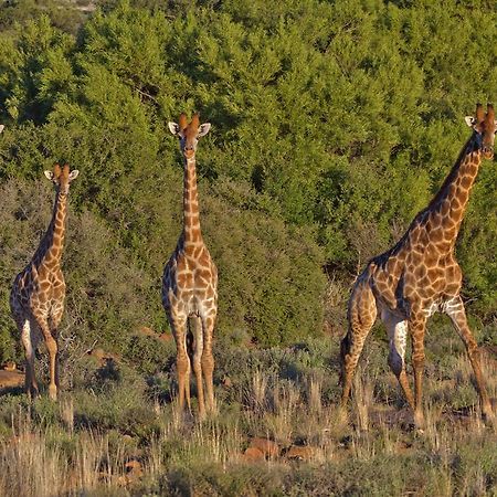 Ko Ka Tsara Bush Camp Villa Beaufort West Eksteriør bilde