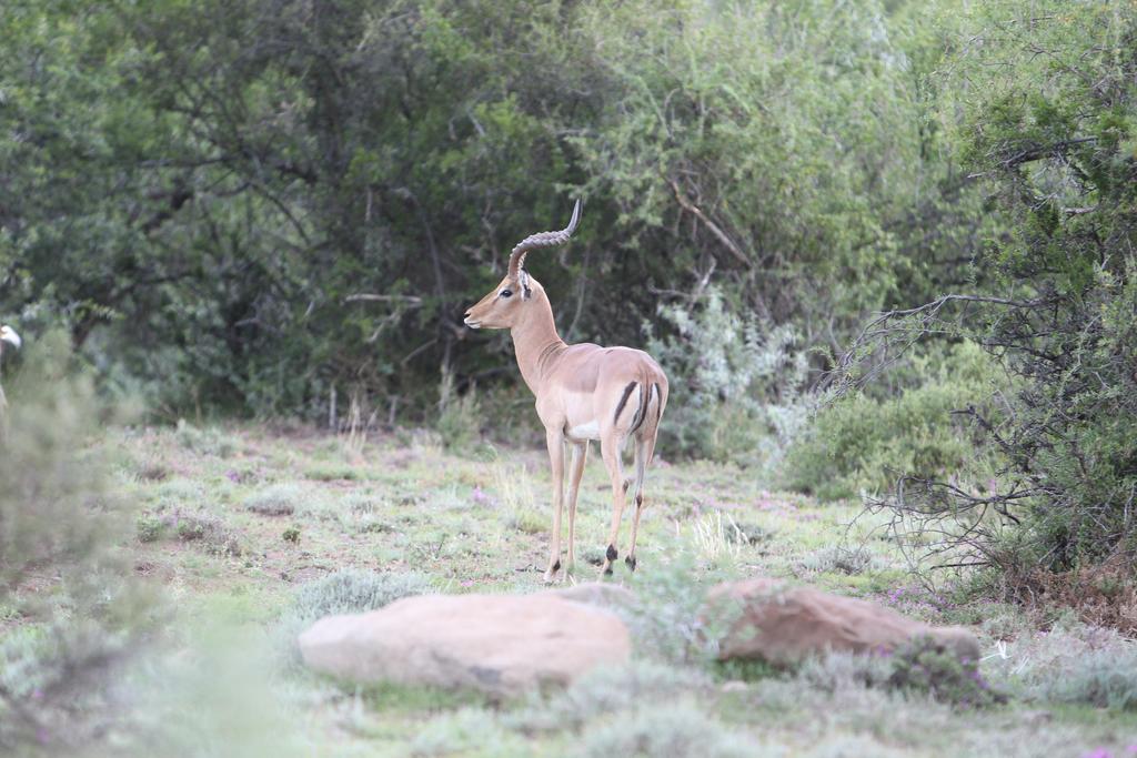 Ko Ka Tsara Bush Camp Villa Beaufort West Eksteriør bilde